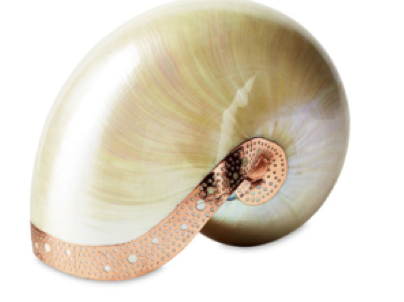 Nautilus Shell with Copper