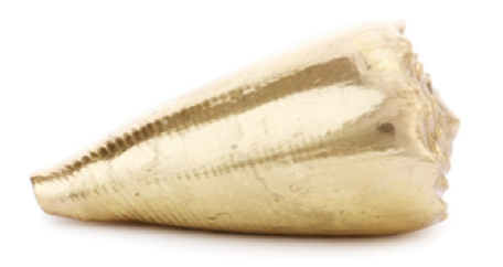 18-kt Conus Mamoreus